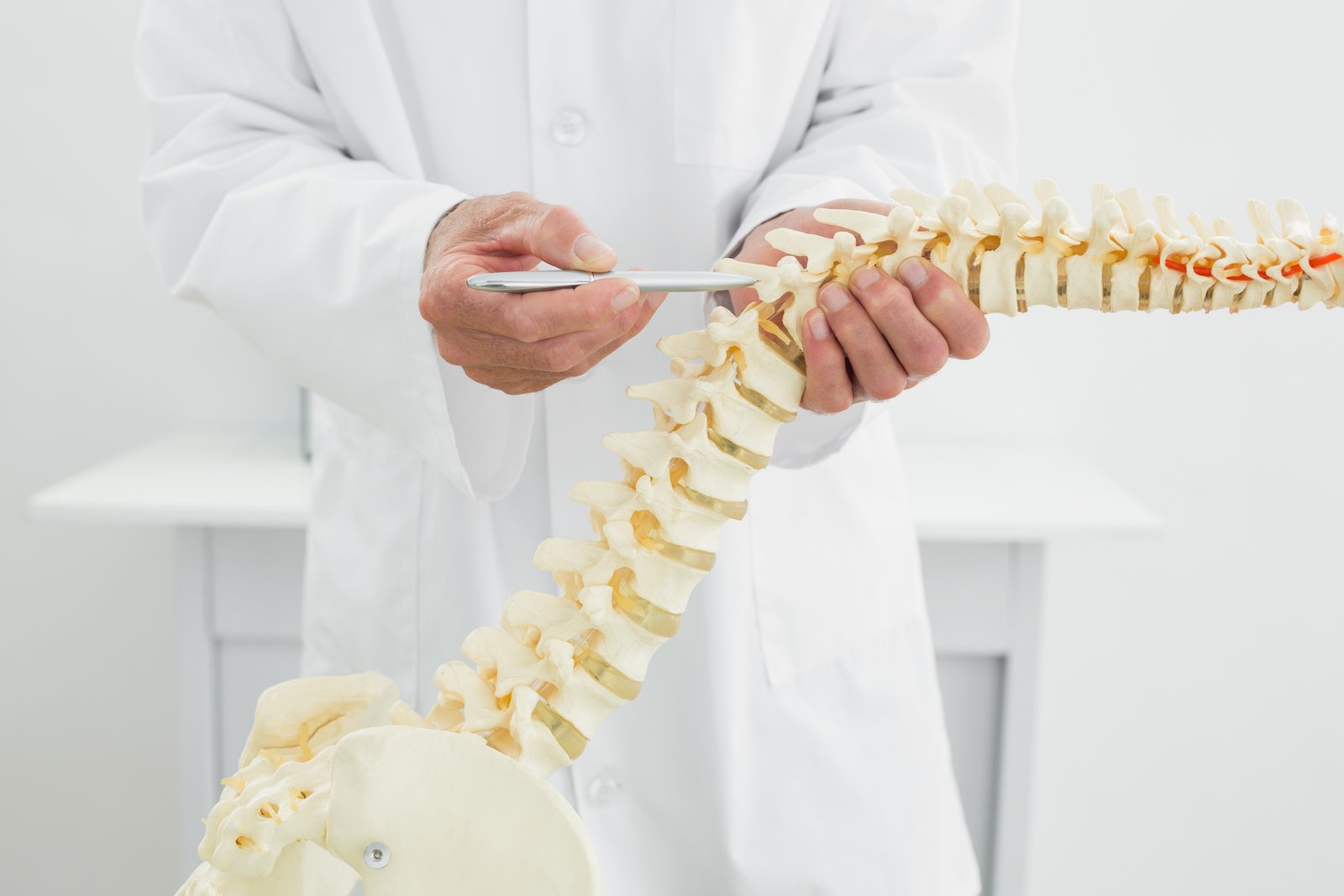 A clinician's hand holding a model of the human spine