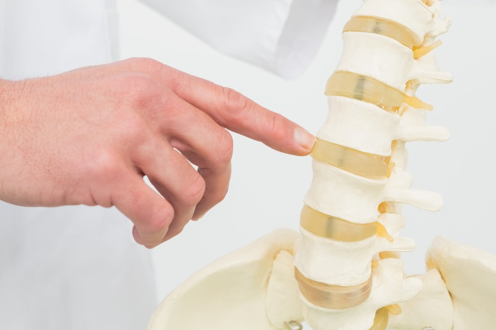 A finger pointing to the vertebrae of a spine model